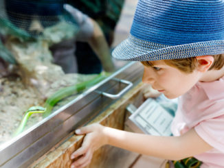 Ein kleiner Jung schaut durch eine Glasscheibe in ein Terrarium