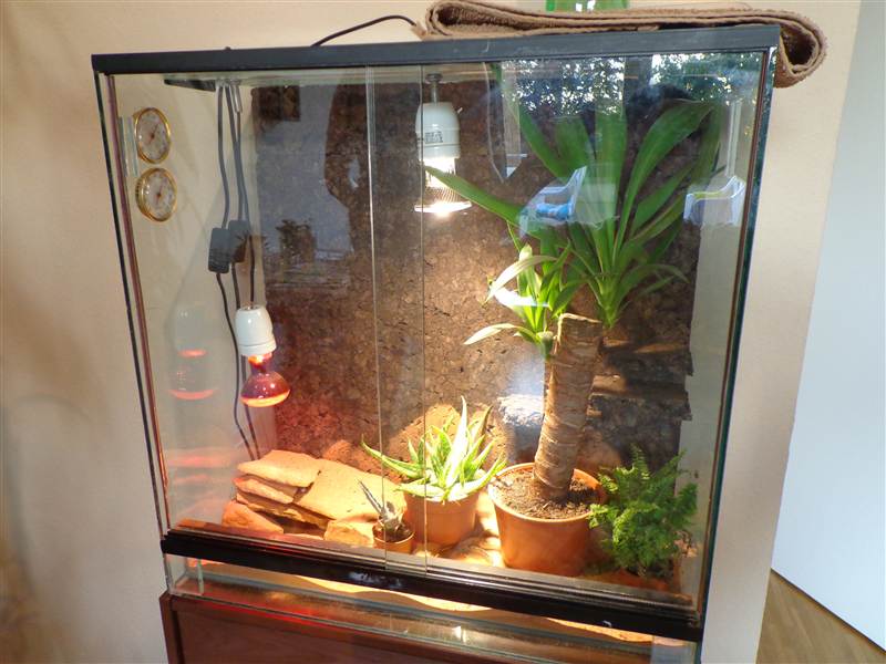 Terrarium online kaufen Terrarien, Infos uvm.