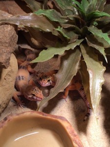 Leopardgeckos vor der Häutung