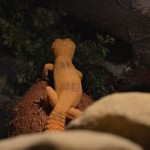 Leopardgecko auf Wanderschaft