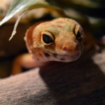 Leopardgecko in der Nahaufnahme