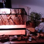 Exo Terra Terrarium mit Dekoration