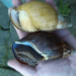 Zwei Achatschnecken auf der Hand