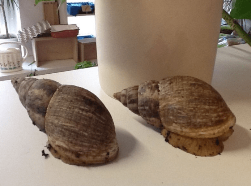 Zwei Achatschnecken im Haus