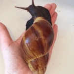 Achatschnecke auf der Hand