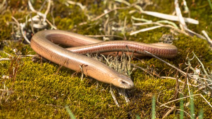 Blindschleiche Blindschleiche