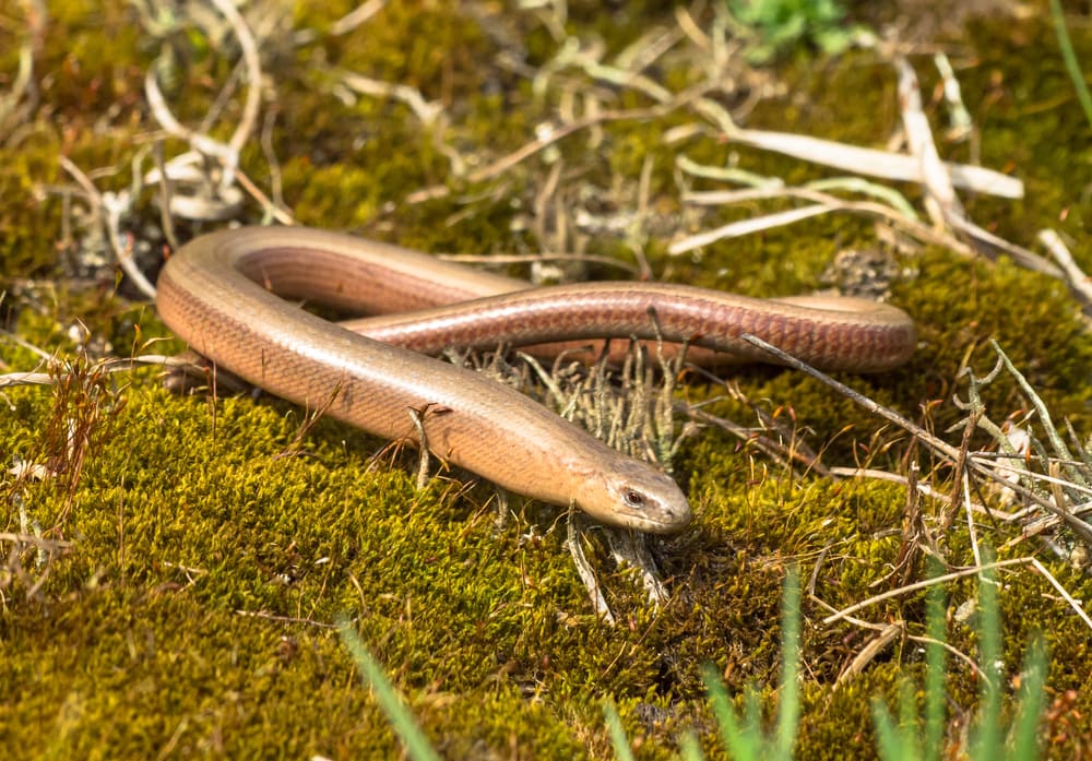 Blindschleiche