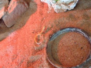 Ein kleiner Untersetzer lässt sich gut im Terrarium unterbringen.