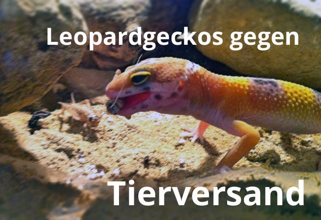 reptilien online kaufen? leopardgeckos gegen tierversand