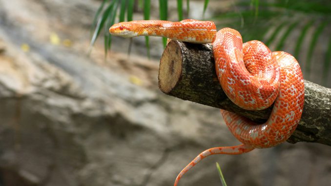 Kornnatter: Haltung im Terrarium Kornnatter