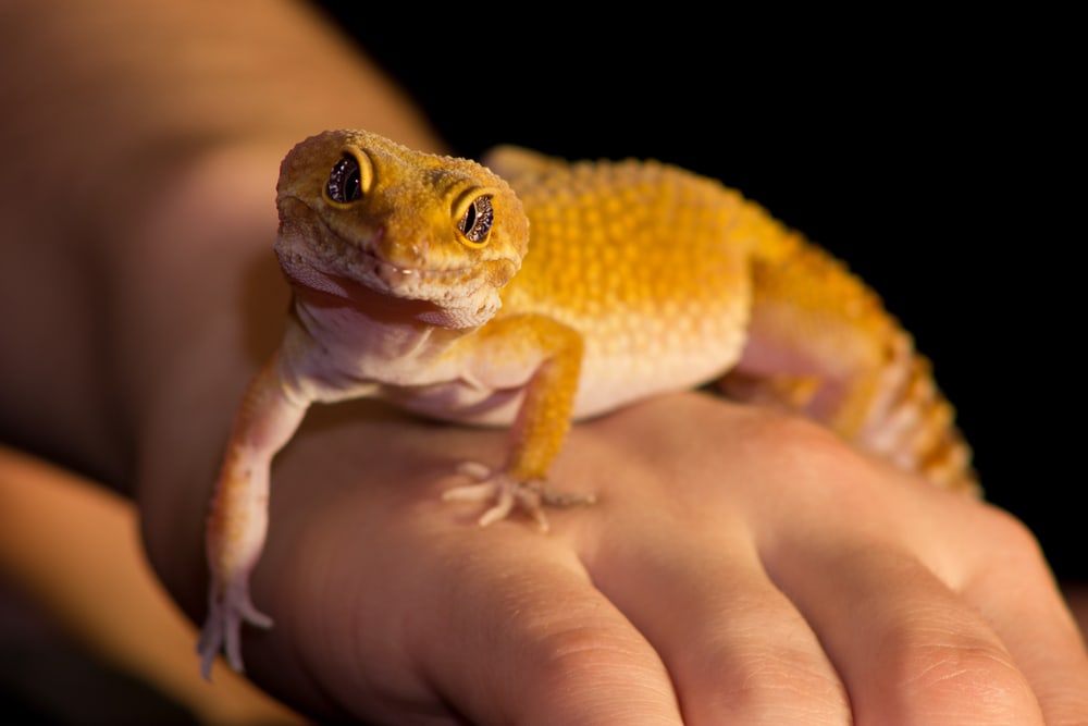 Leopardgecko als Haustier