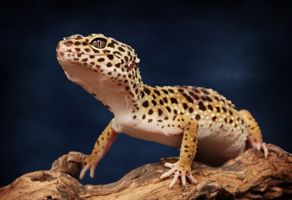 Leopardgecko