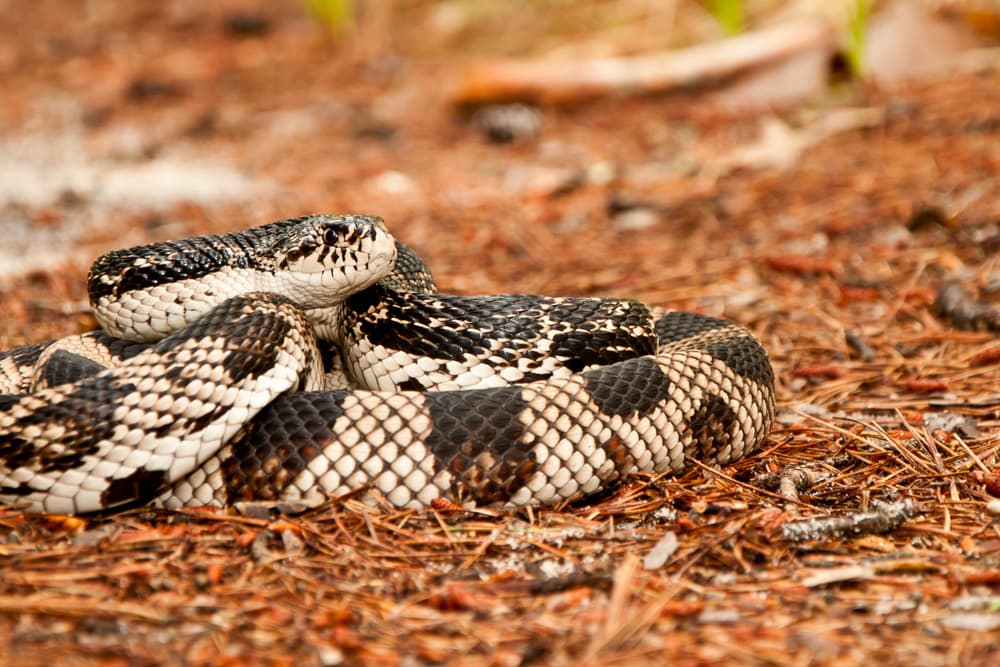 Bullennatter (Pituophis melanoleucus): Haltung, Infos und mehr