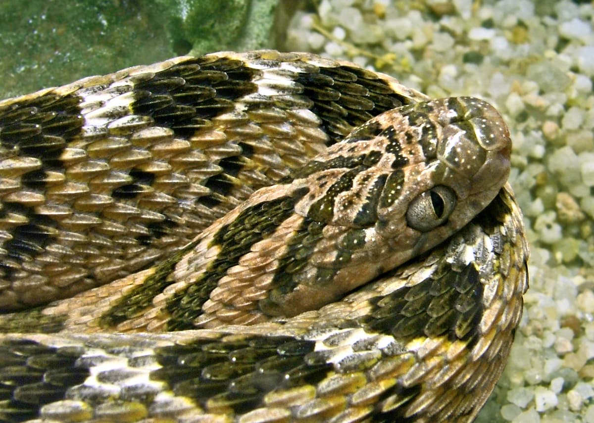 Afrikanische Eierschlange (Dasypeltis scabra): Steckbrief, Haltung und mehr