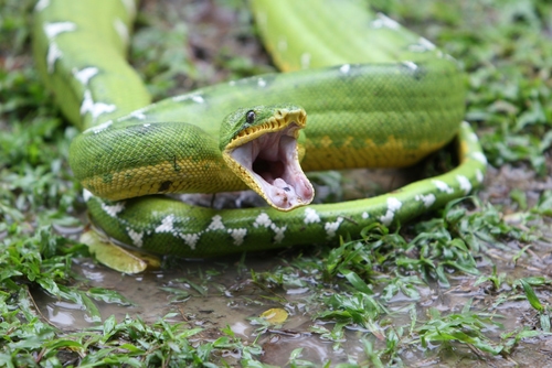 Grüner Hundskopfschlinger (Corallus caninus): Haltung, Infos und mehr