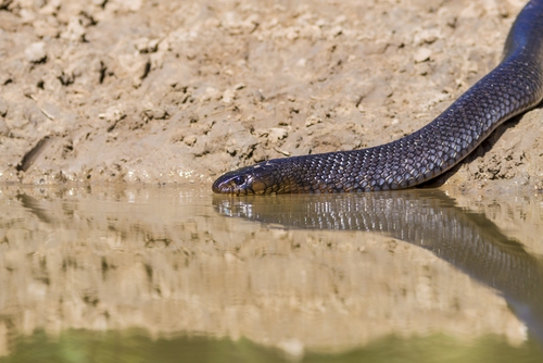 Indigonatter (Drymarchon corais): Haltung und mehr