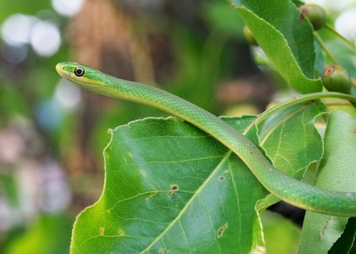 Raue Grasnatter (Opheodrys aestivus): Haltung und Infos