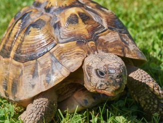 Griechische Landschildkröte