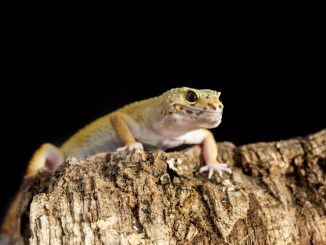 Leopardgecko klettert auf Kork