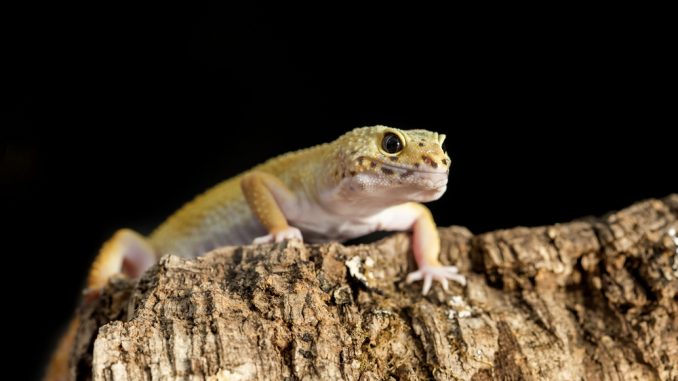 Leopardgecko klettert auf Kork