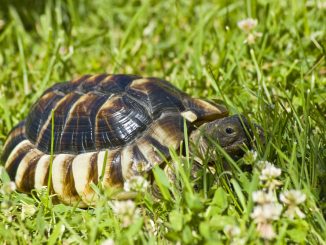 Breitbandschildkröte auf der grünen Wiese