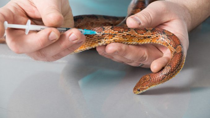 Eine Schlange bekommt beim Tierarzt eine Spritze