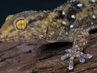 Nahaufnahme eines Dickfingergeckos