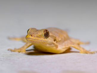 Goldgecko in der Nahaufnahme