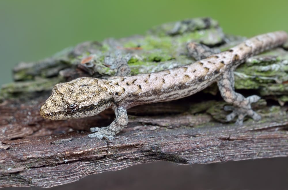 Jungferngecko Haltung im Terrarium