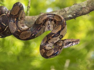 Eine Königsboa hängt im Baum