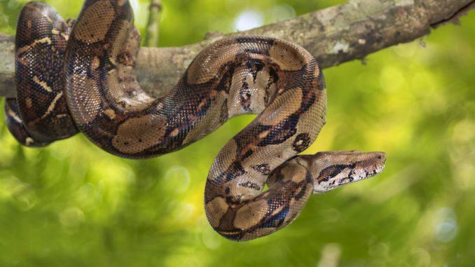 Eine Königsboa hängt im Baum