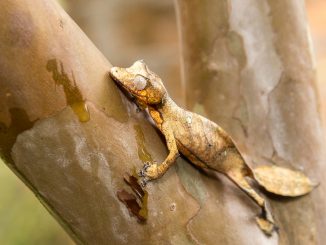 Ein Plattschwanzgecko sitzt auf einem Ast