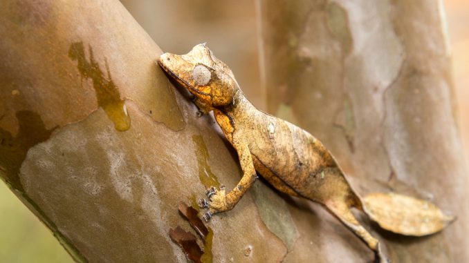 Ein Plattschwanzgecko sitzt auf einem Ast