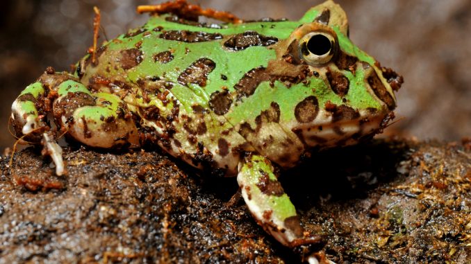 Schmuckhornfrosch in der Nahaufnahme