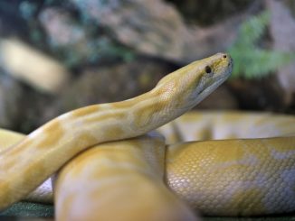 Eine gelbe Tigerpython im Terrarium