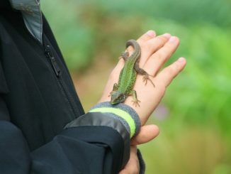 Ein Kind hält ein Reptil bzw. einen Gecko in der Hand