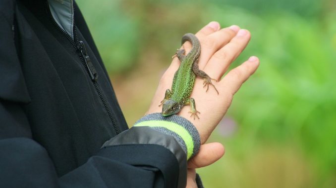 Ein Kind hält ein Reptil bzw. einen Gecko in der Hand