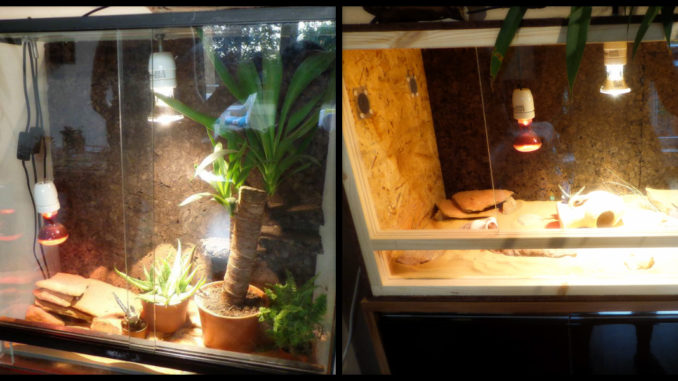 Bleuchtete Terrarien aus Holz und Glas