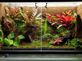 Tropenterrarium für Frösche, Eidechsen oder Geckos mit üppiger Bepflanzung