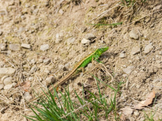 Eine Echse in freier Natur.