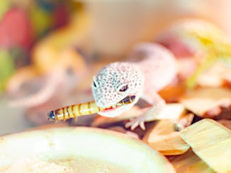 Leopard Gecko (Eublepharis macularius). Exotische Tiere in der menschlichen Umwelt. Reptilienfütterung durch Insekten
