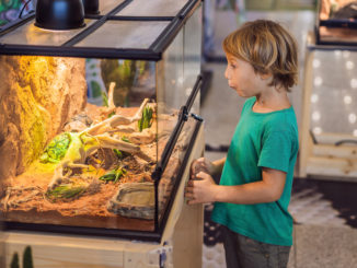 Ein kleiner Junge steht vor einem Terrarium aus Glas oder Acryl