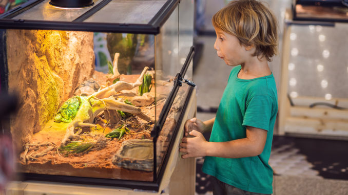 Ein kleiner Junge steht vor einem Terrarium aus Glas oder Acryl